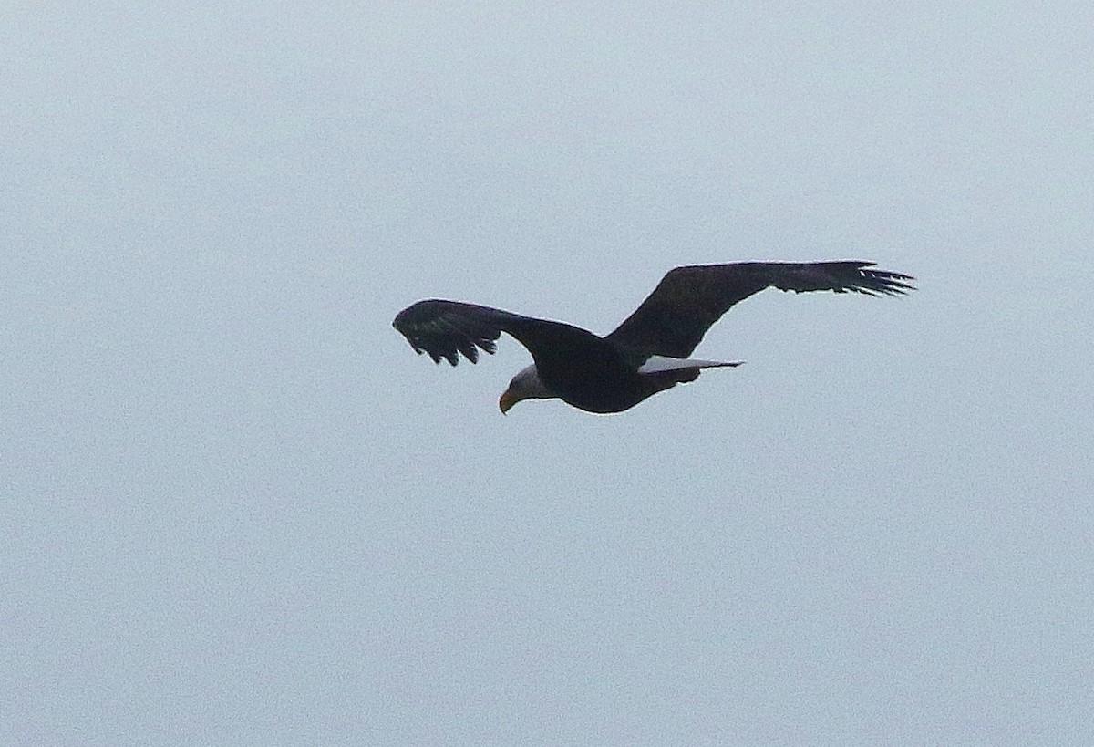 Bald Eagle - ML308846401