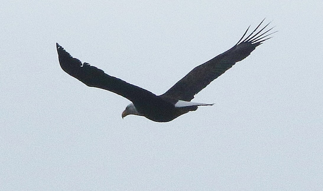 Bald Eagle - ML308846471