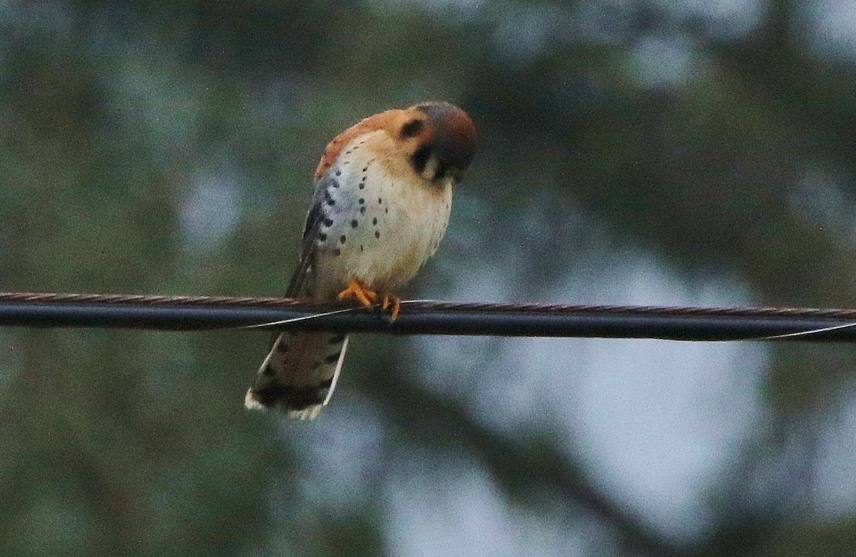 American Kestrel - ML308846671