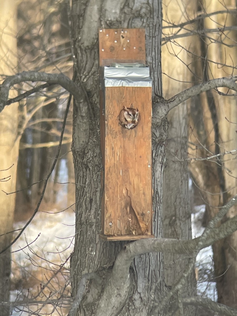 Eastern Screech-Owl - ML308847491