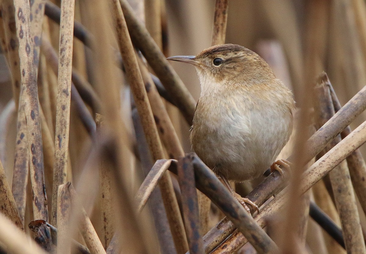 Marsh Wren - ML308847741