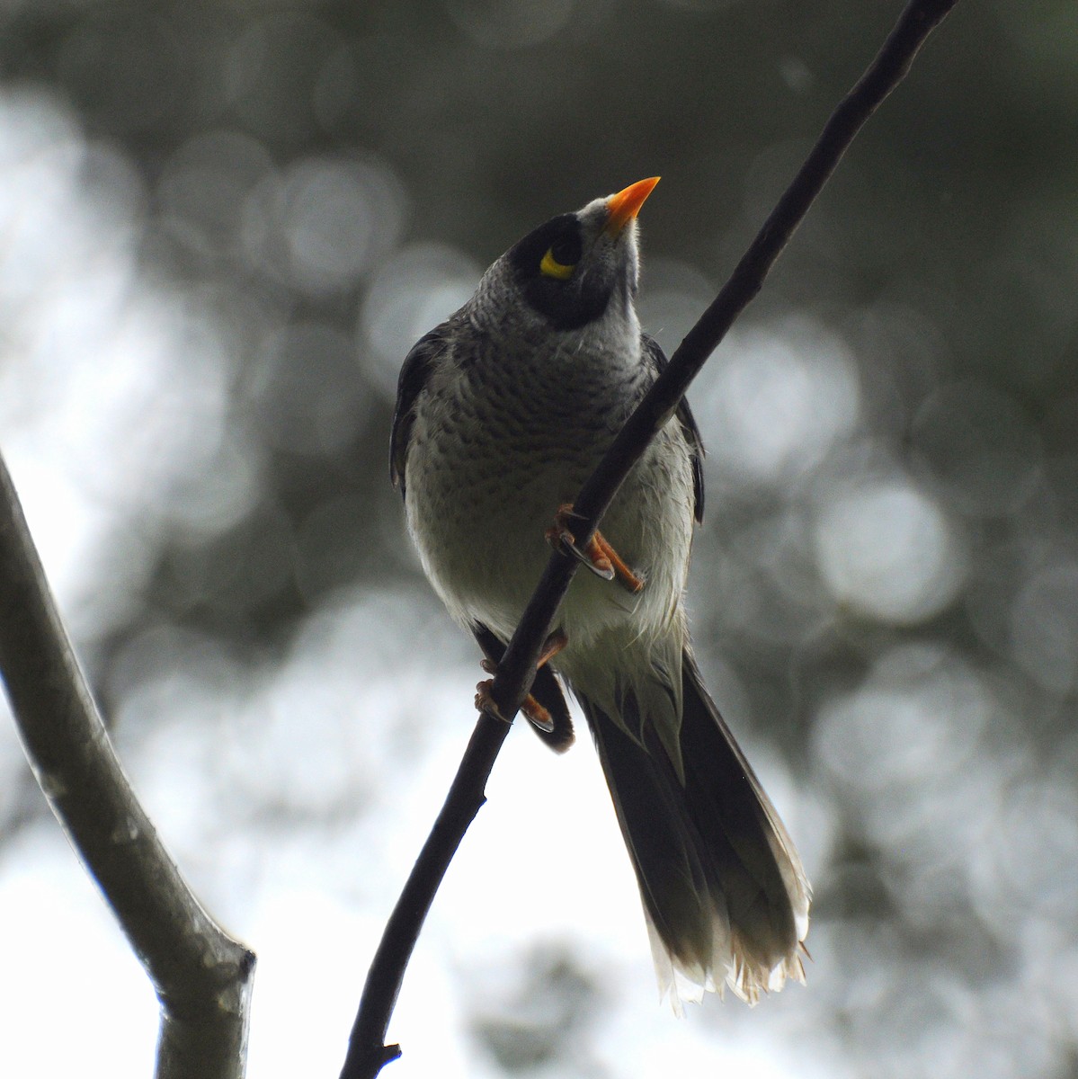 Noisy Miner - Diana Flora Padron Novoa