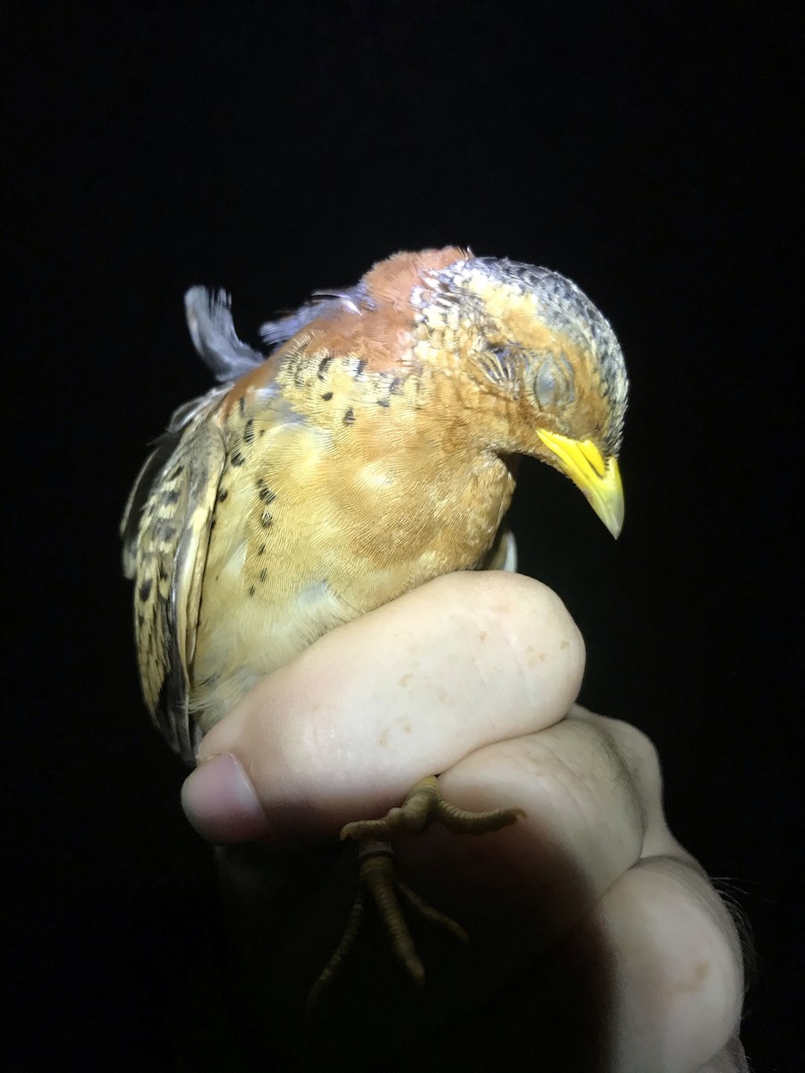 Red-backed Buttonquail - ML308849311