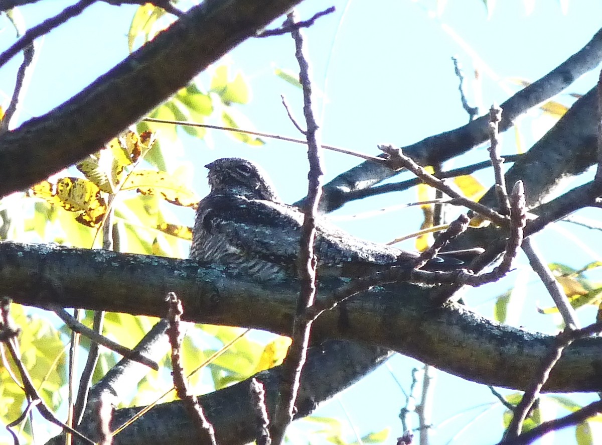 Common Nighthawk - Karen Lund