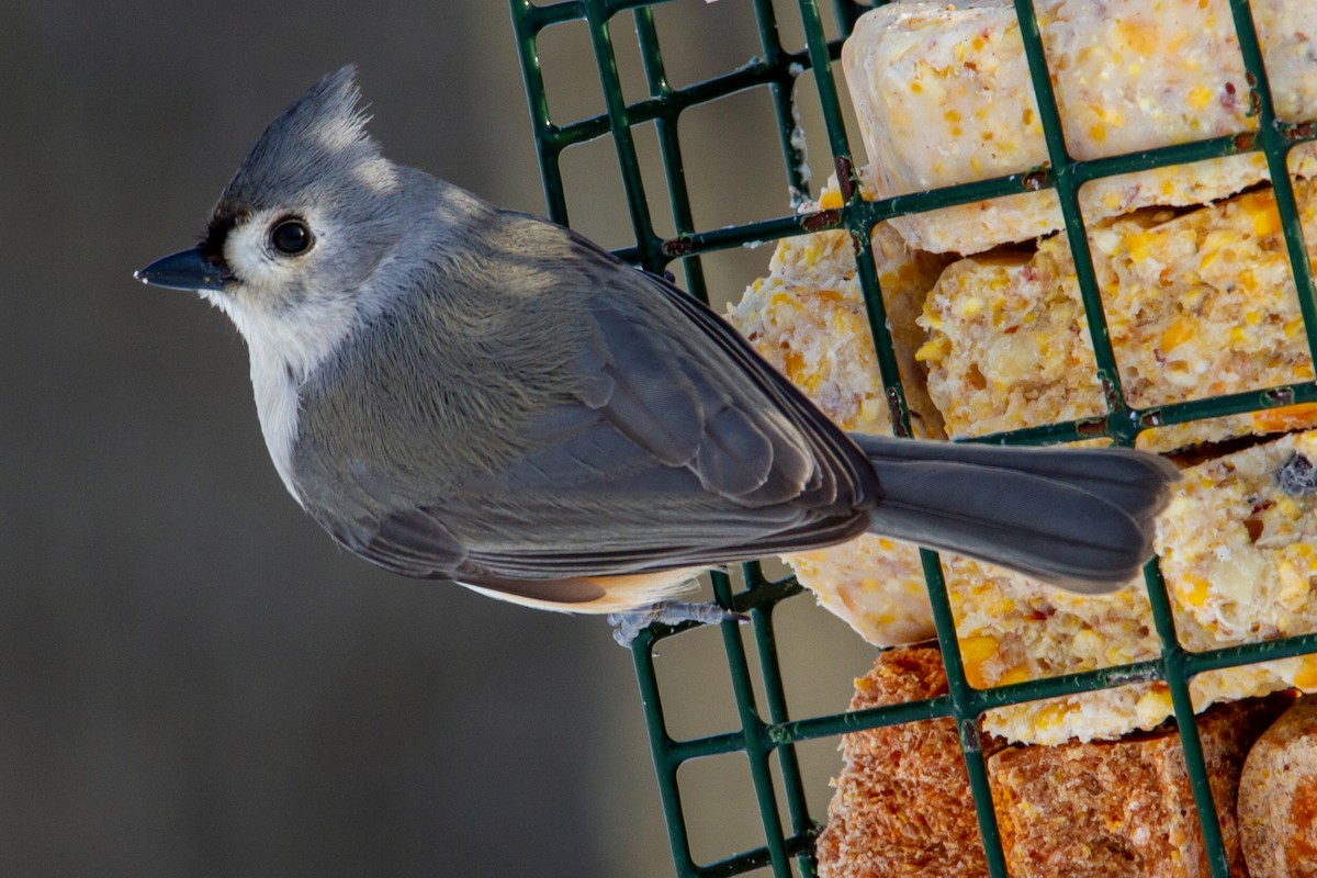 Tufted Titmouse - ML308850501