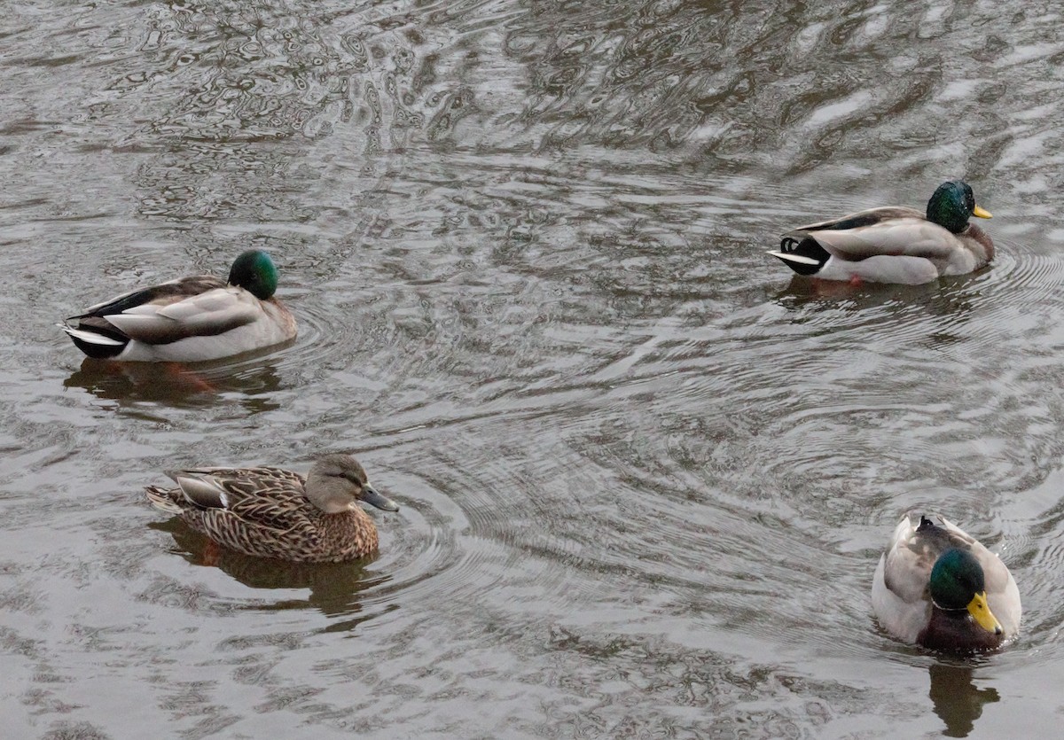 Mallard - ML308853261