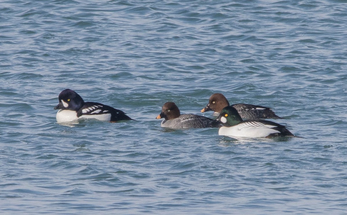 Barrow's Goldeneye - ML308855631