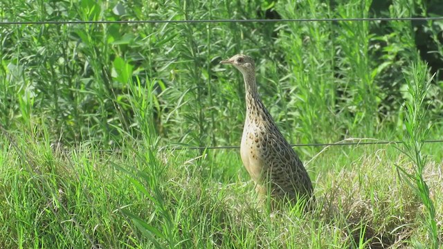 Tinamou tacheté - ML308856601