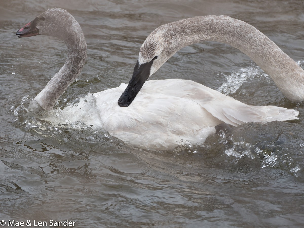 Tundra Swan - Len Sander