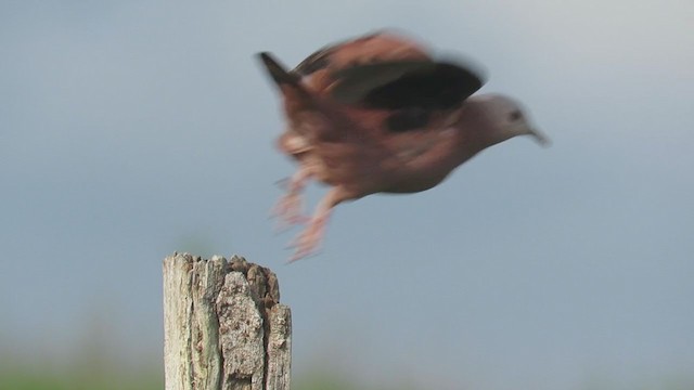 Ruddy Ground Dove - ML308857151