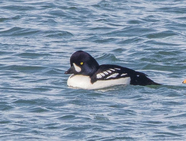 Barrow's Goldeneye - ML308857451