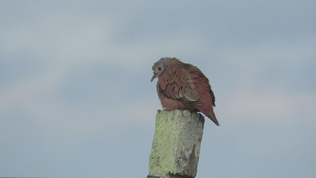 Ruddy Ground Dove - ML308857791