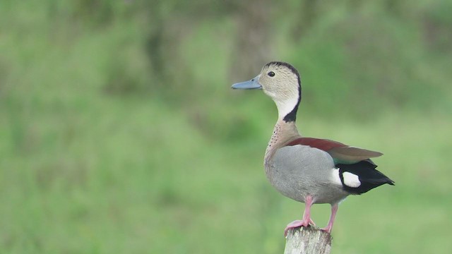 Ringed Teal - ML308857861