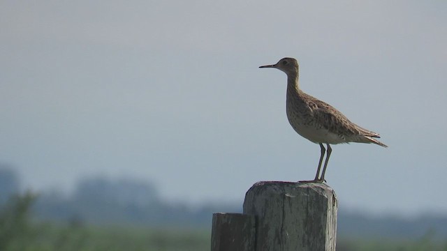 Upland Sandpiper - ML308858341