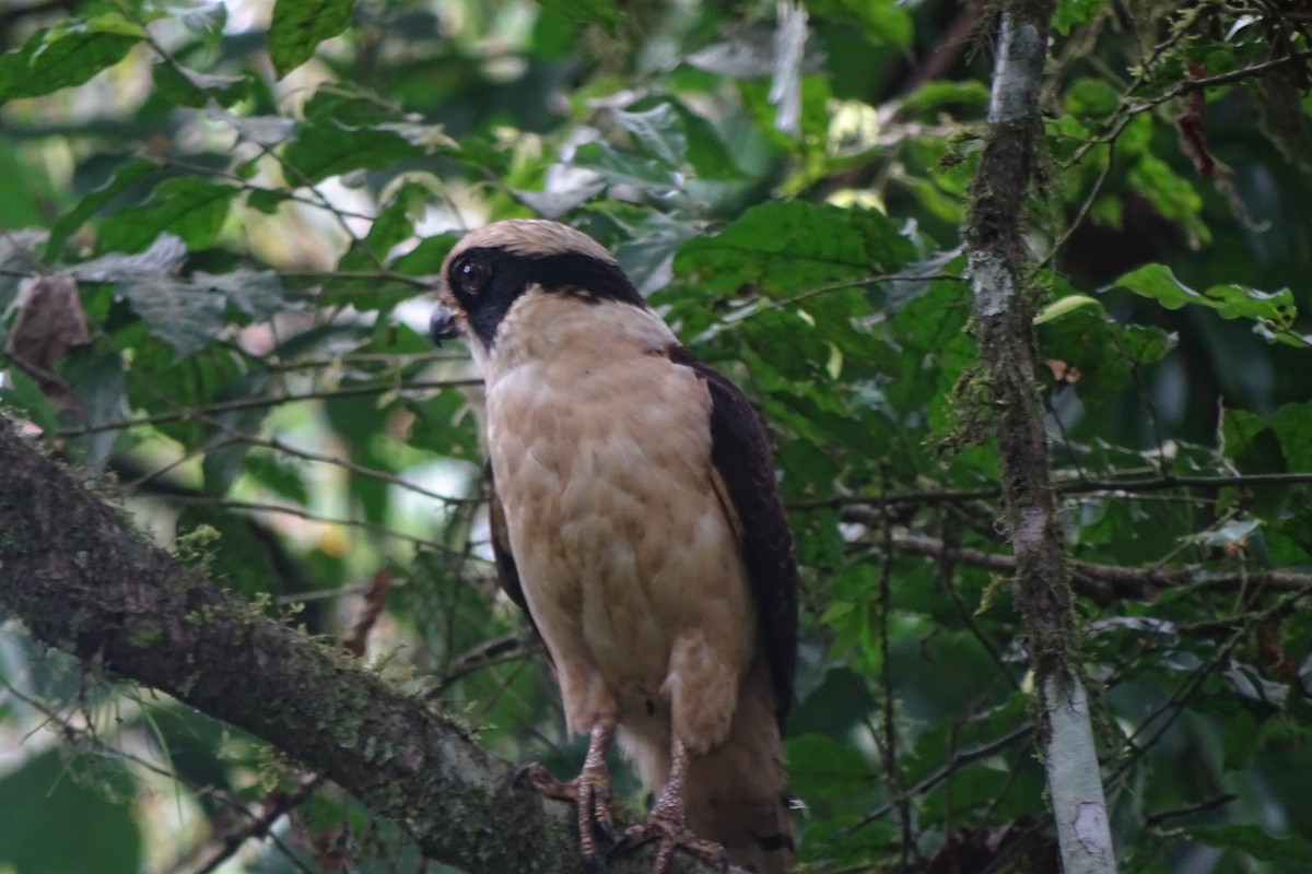 Laughing Falcon - ML308859131