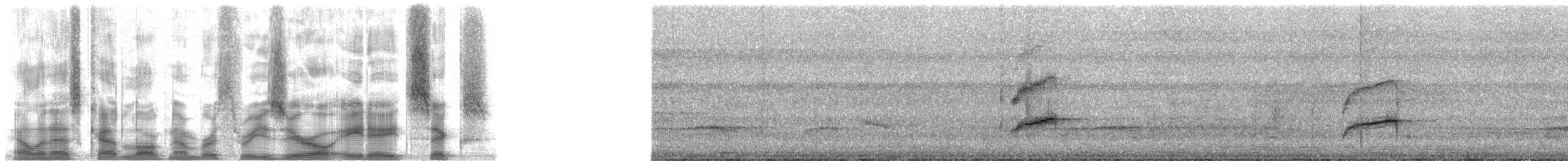 Tamatia brun - ML30886