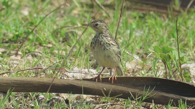 Yellowish Pipit - ML308860721