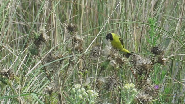 Hooded Siskin - ML308860811