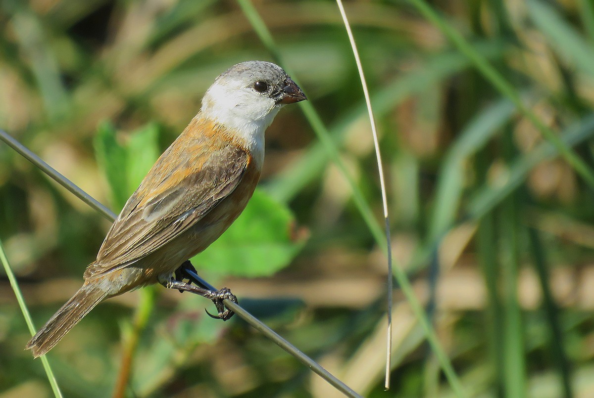 Marsh Seedeater - ML308861211