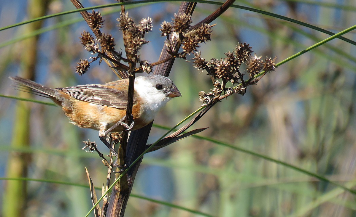 Marsh Seedeater - ML308861241