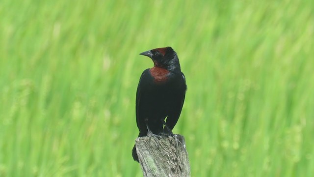 Chestnut-capped Blackbird - ML308861301