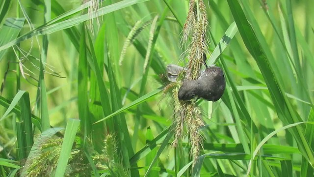 Double-collared Seedeater - ML308862691