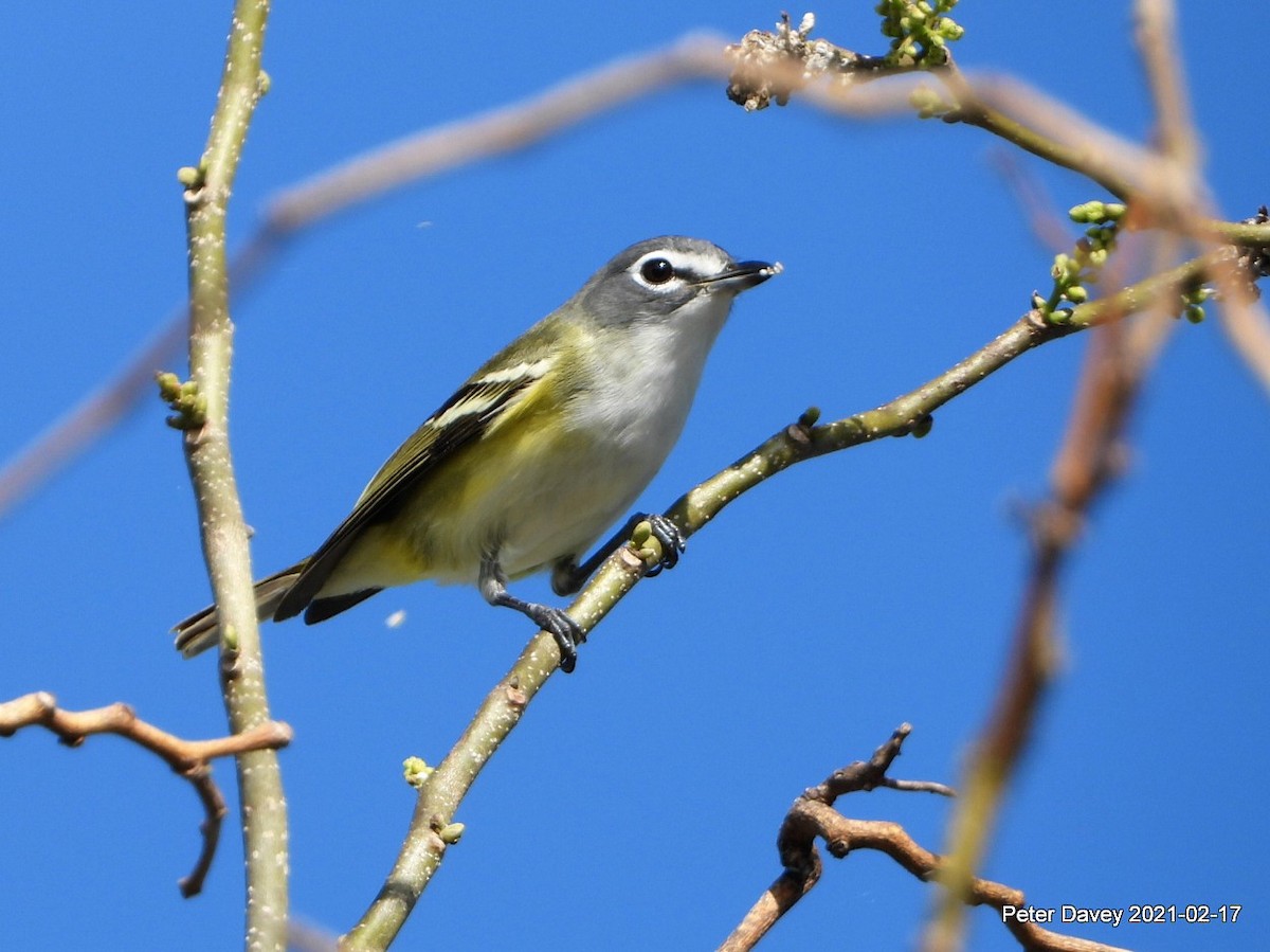 Blue-headed Vireo - Peter Davey