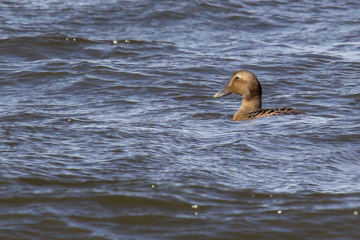 Eider arrunta - ML308867351