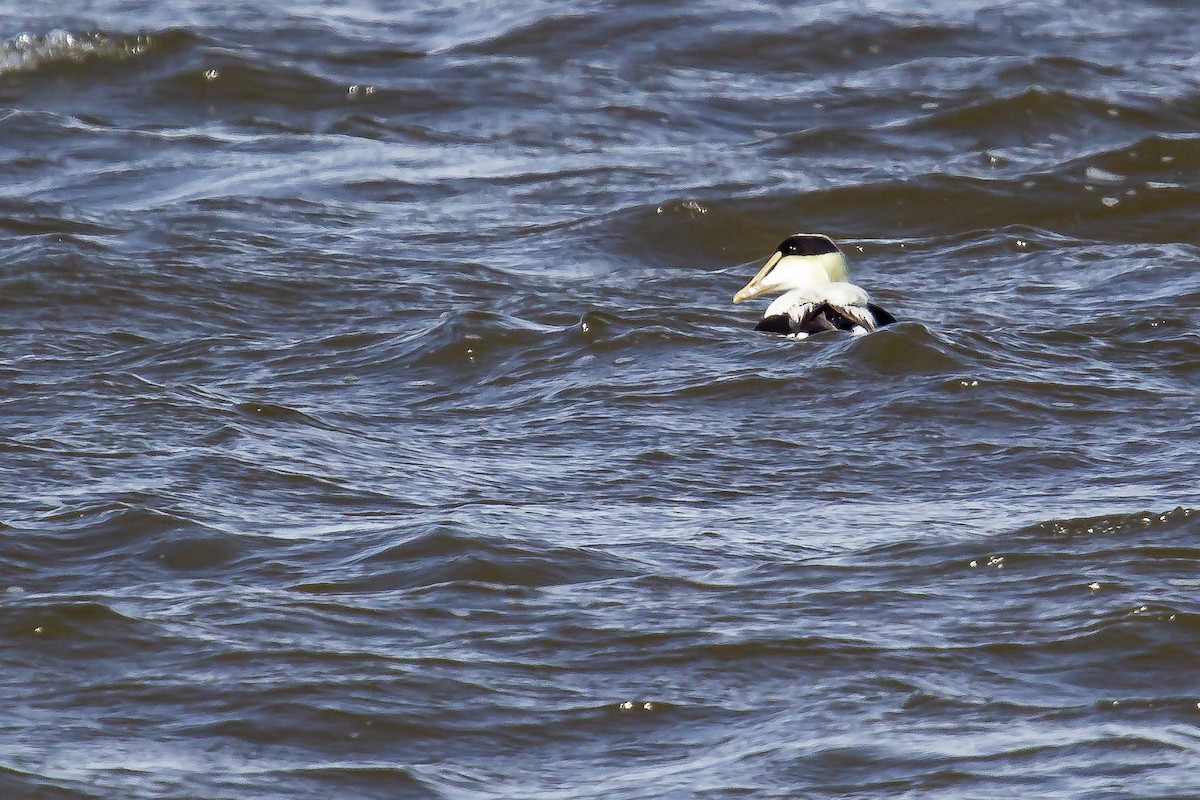 Common Eider - ML308867371