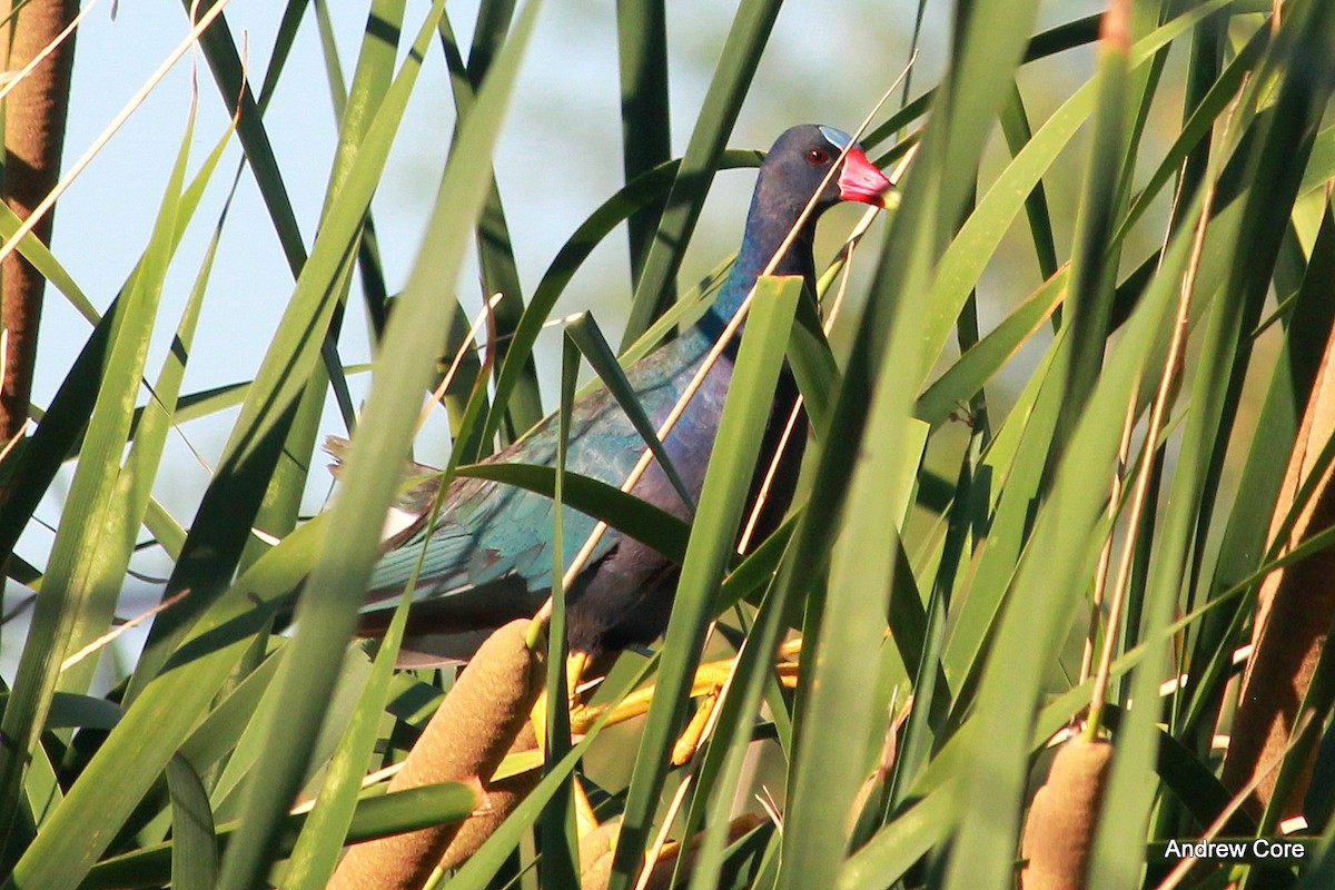 Purple Gallinule - ML30886841