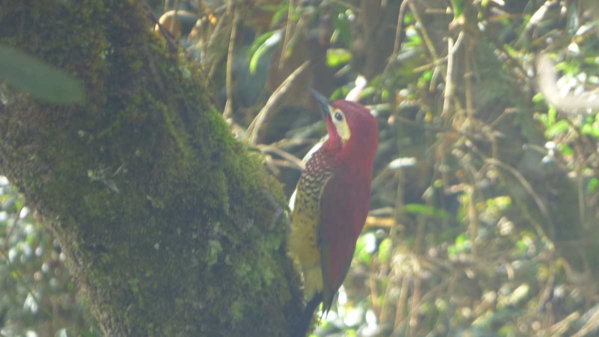 Crimson-mantled Woodpecker - ML308868911