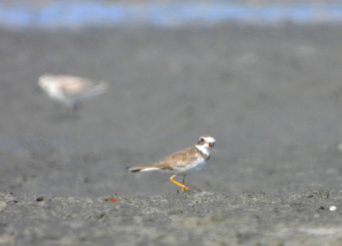 Semipalmated Plover - ML308869011