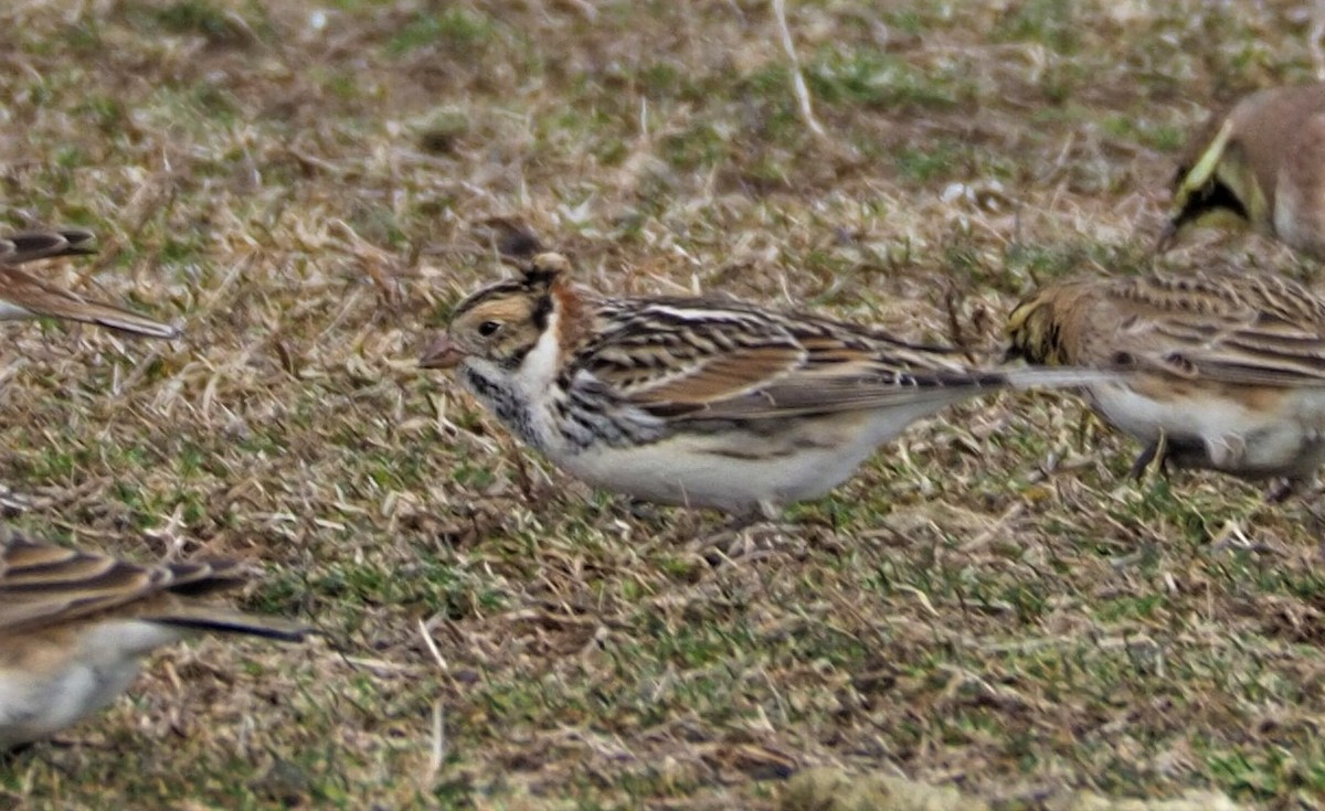 ツメナガホオジロ - ML308870381