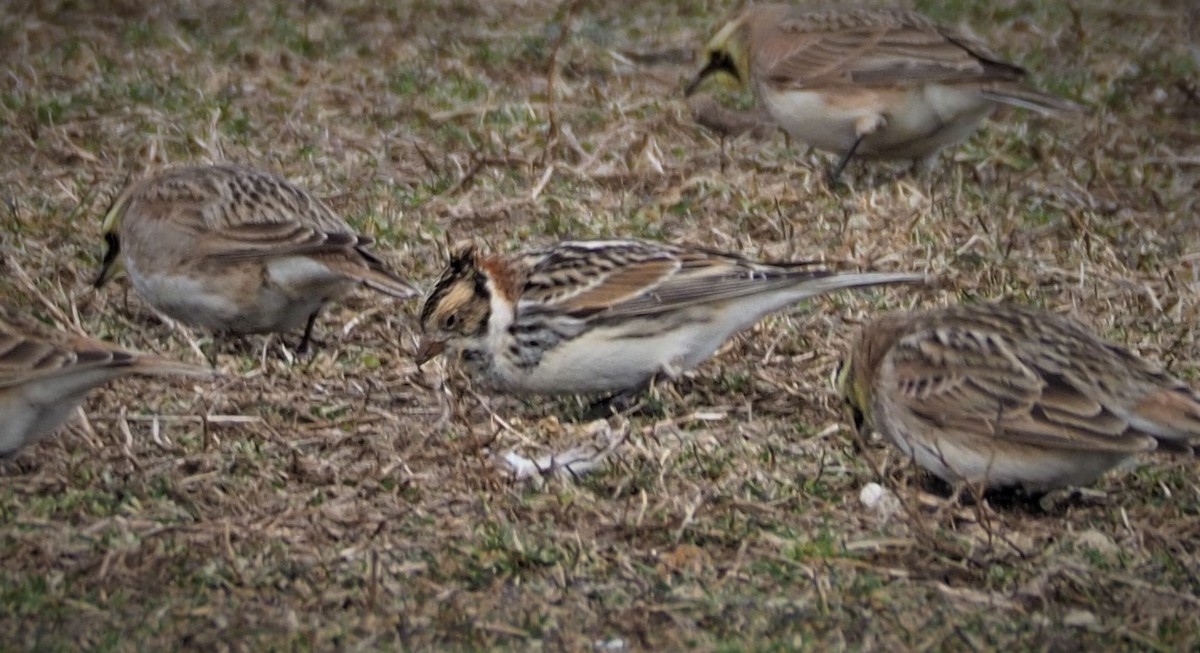 ツメナガホオジロ - ML308870391