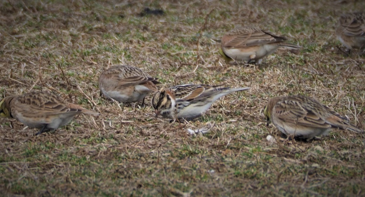 ツメナガホオジロ - ML308870411