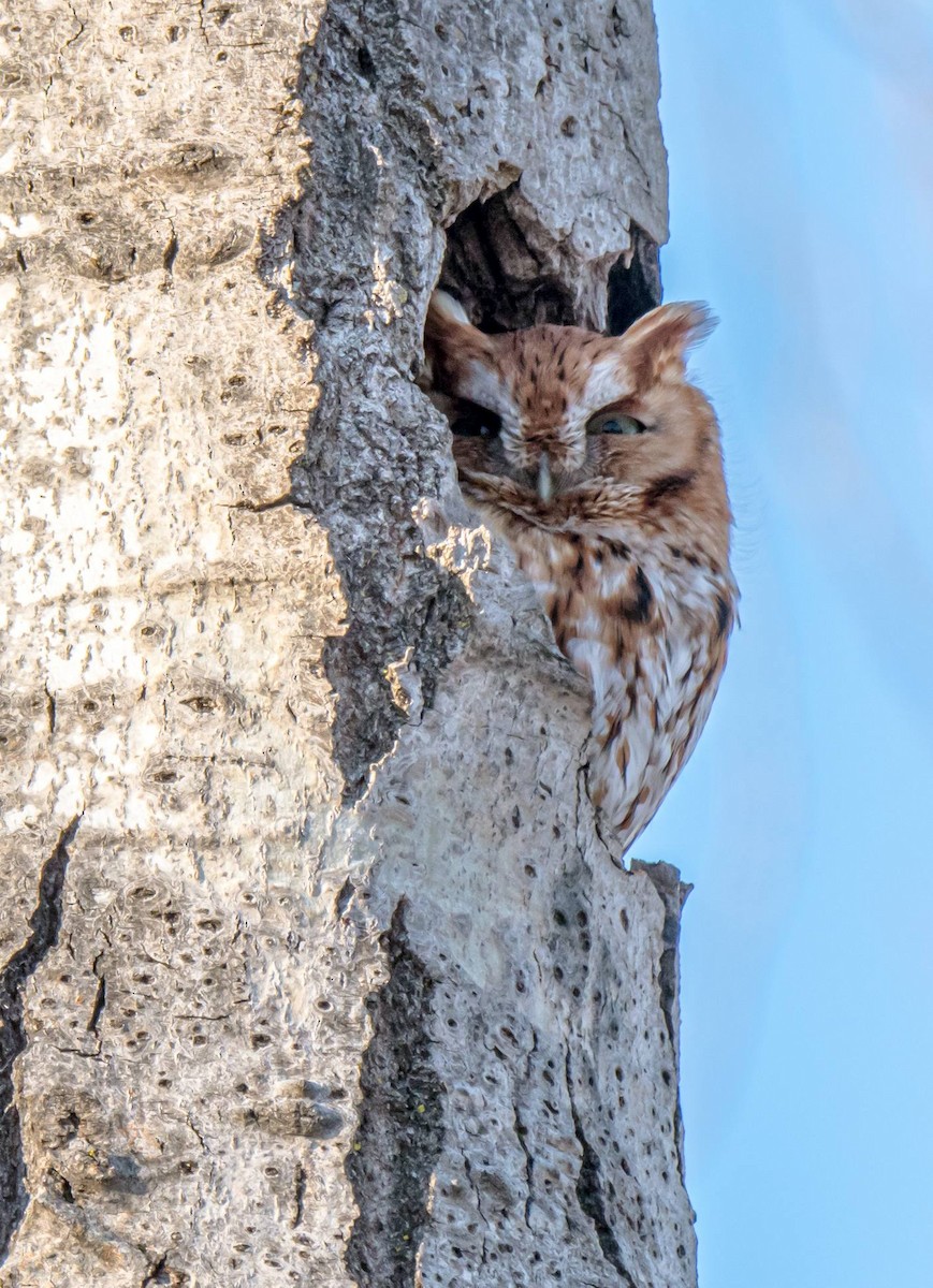 Eastern Screech-Owl - Matt M.