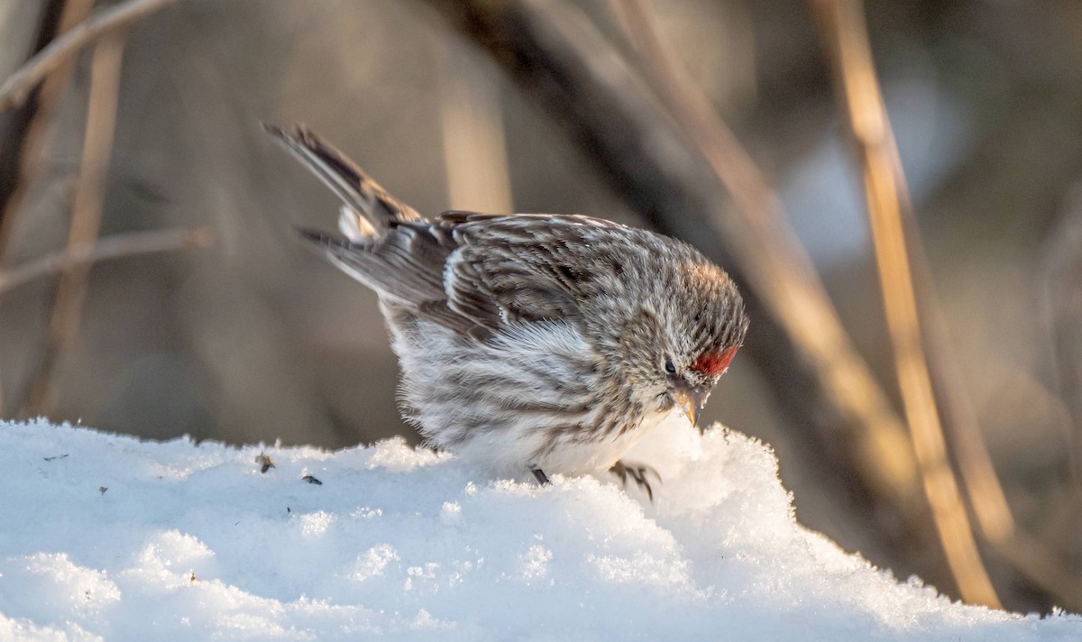 Common Redpoll - ML308871511