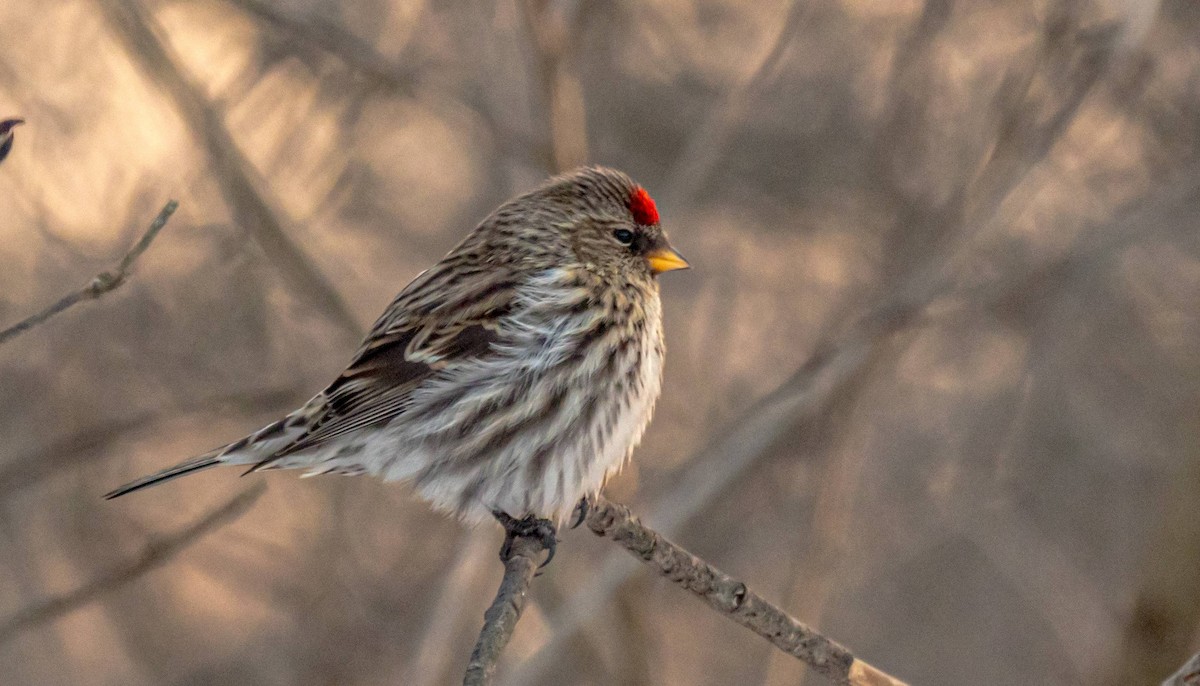 Common Redpoll - ML308871541