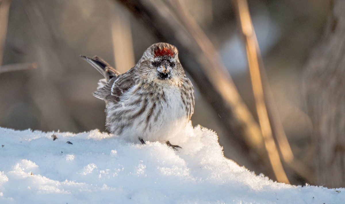 Common Redpoll - ML308871581