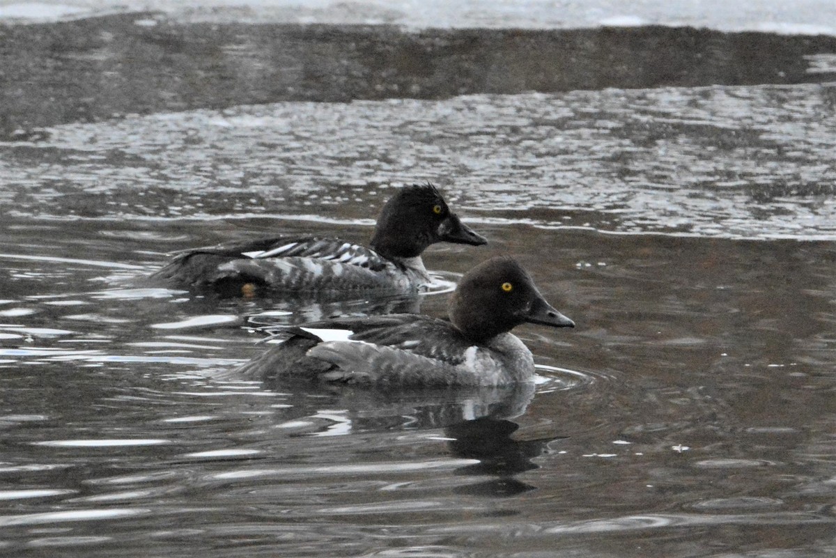 Common Goldeneye - ML308872501