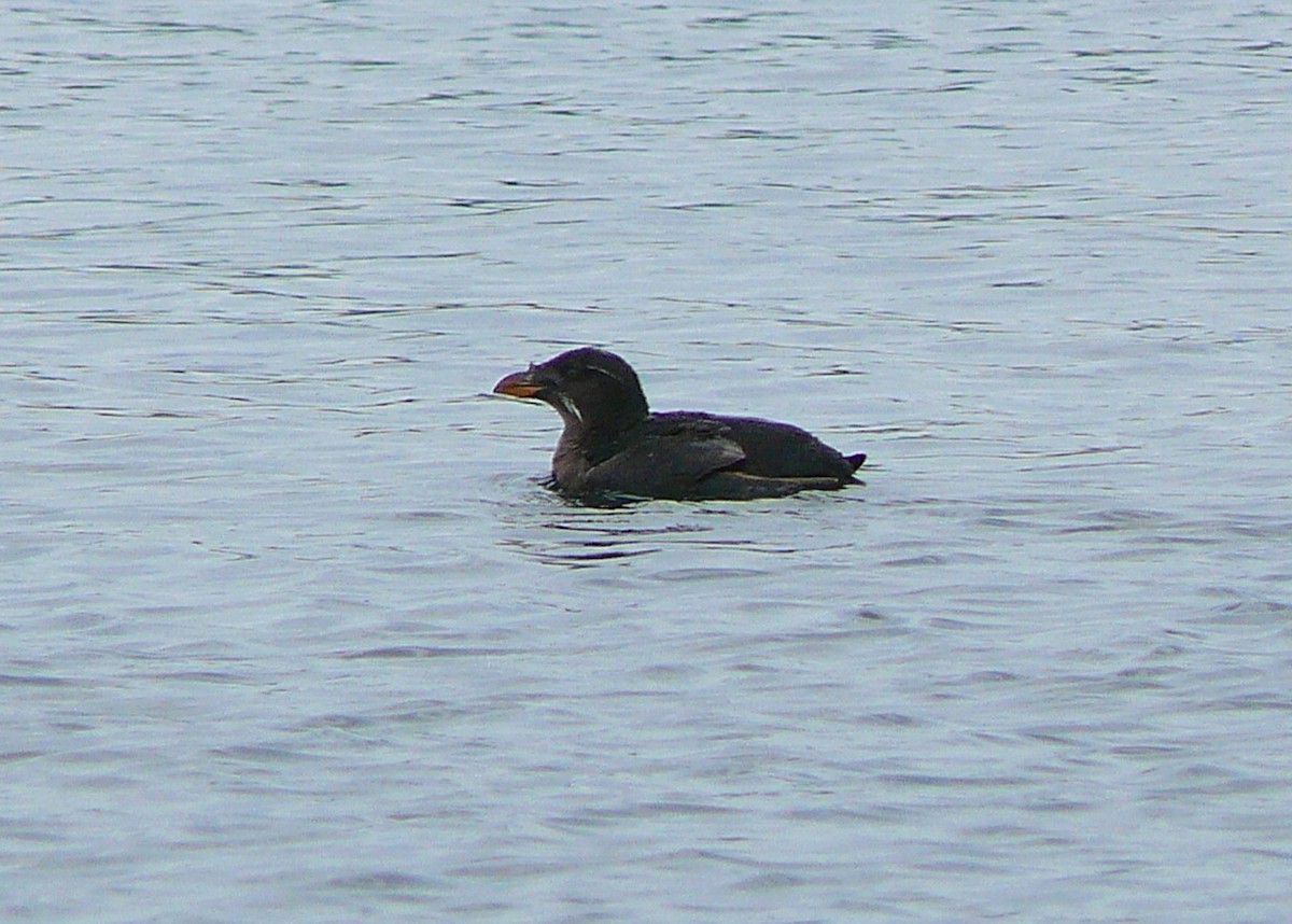 Rhinoceros Auklet - David M. Bell