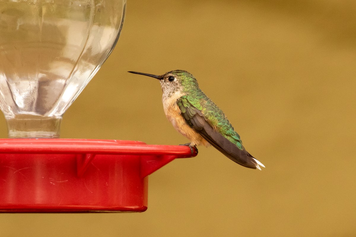 Broad-tailed Hummingbird - ML308873671