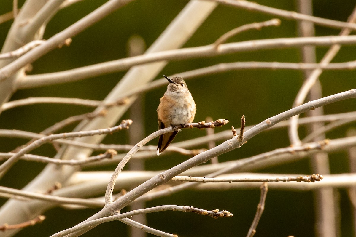 Broad-tailed Hummingbird - ML308874261