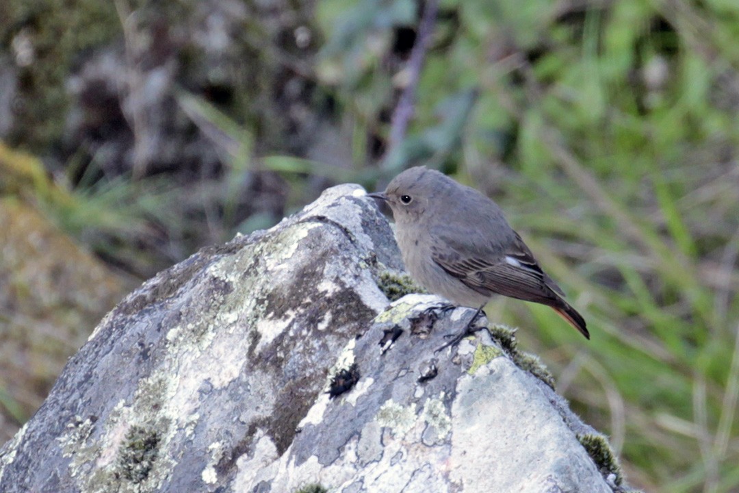 Black Redstart - Francisco Barroqueiro