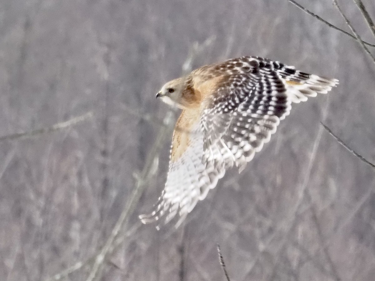 Red-shouldered Hawk - ML308875241