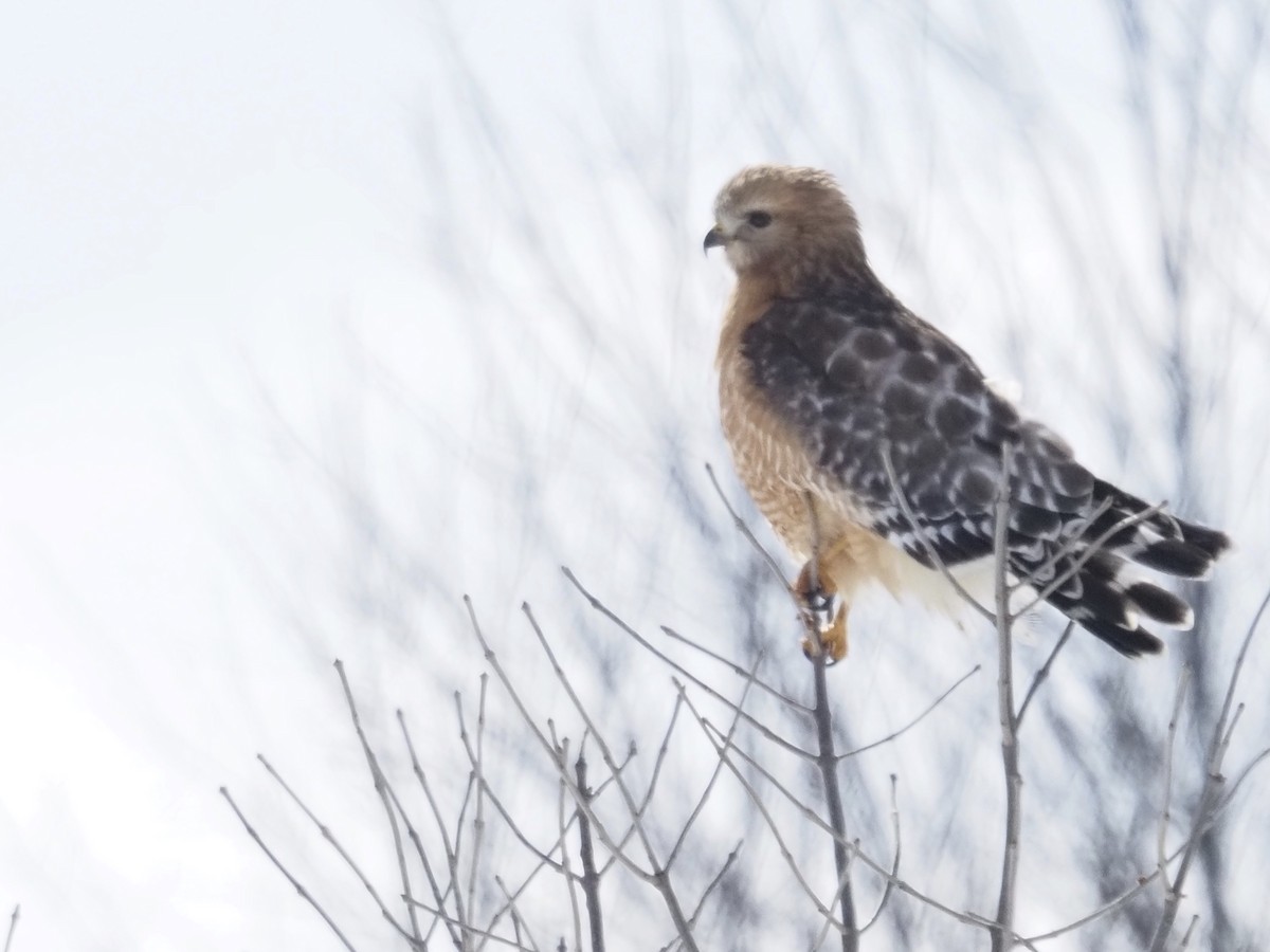 Red-shouldered Hawk - ML308875251