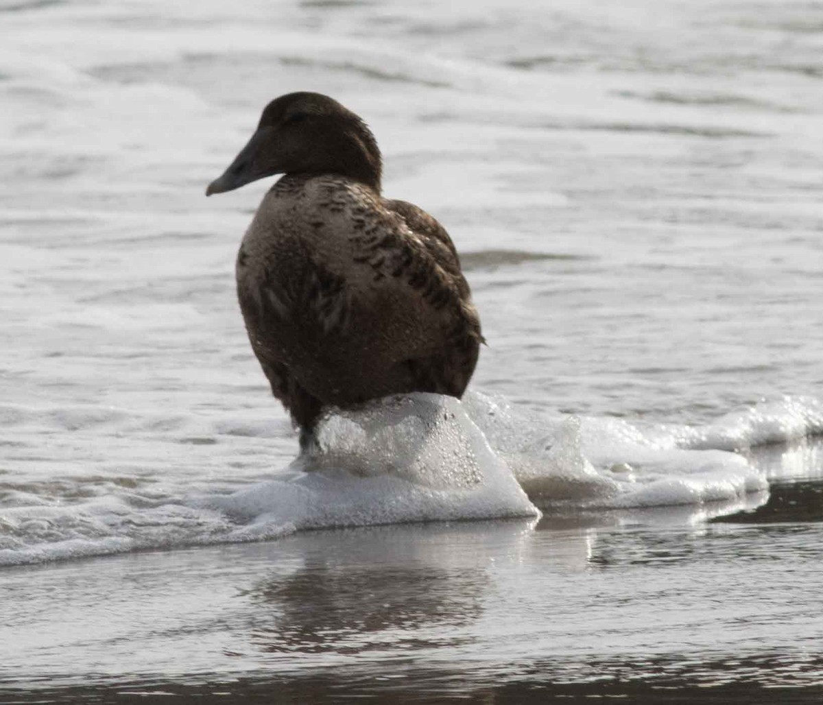 Common Eider - ML308878021