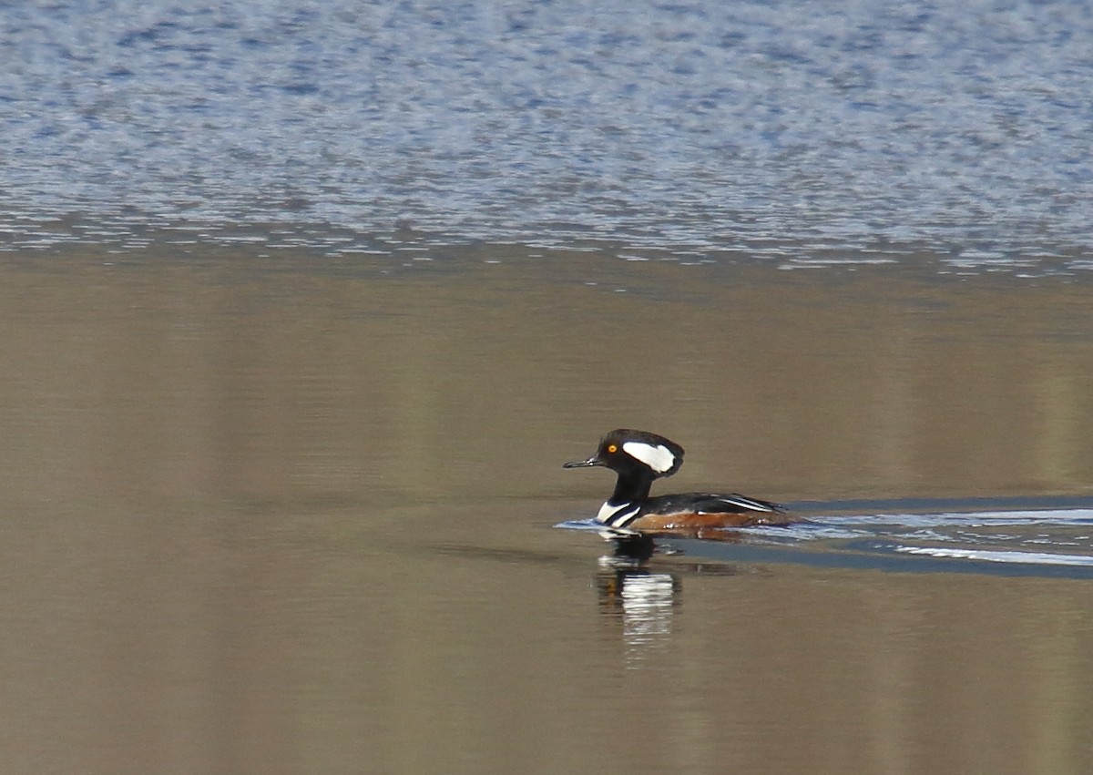 Hooded Merganser - ML308878071