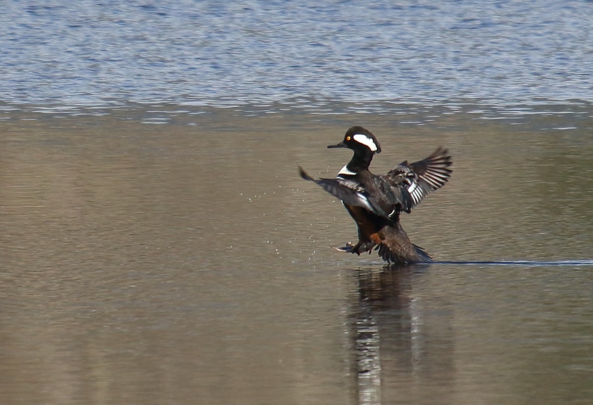 Hooded Merganser - ML308878081