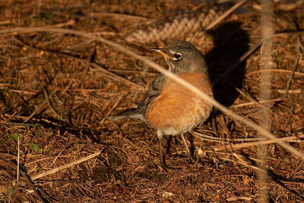 American Robin (migratorius Group) - ML308878421